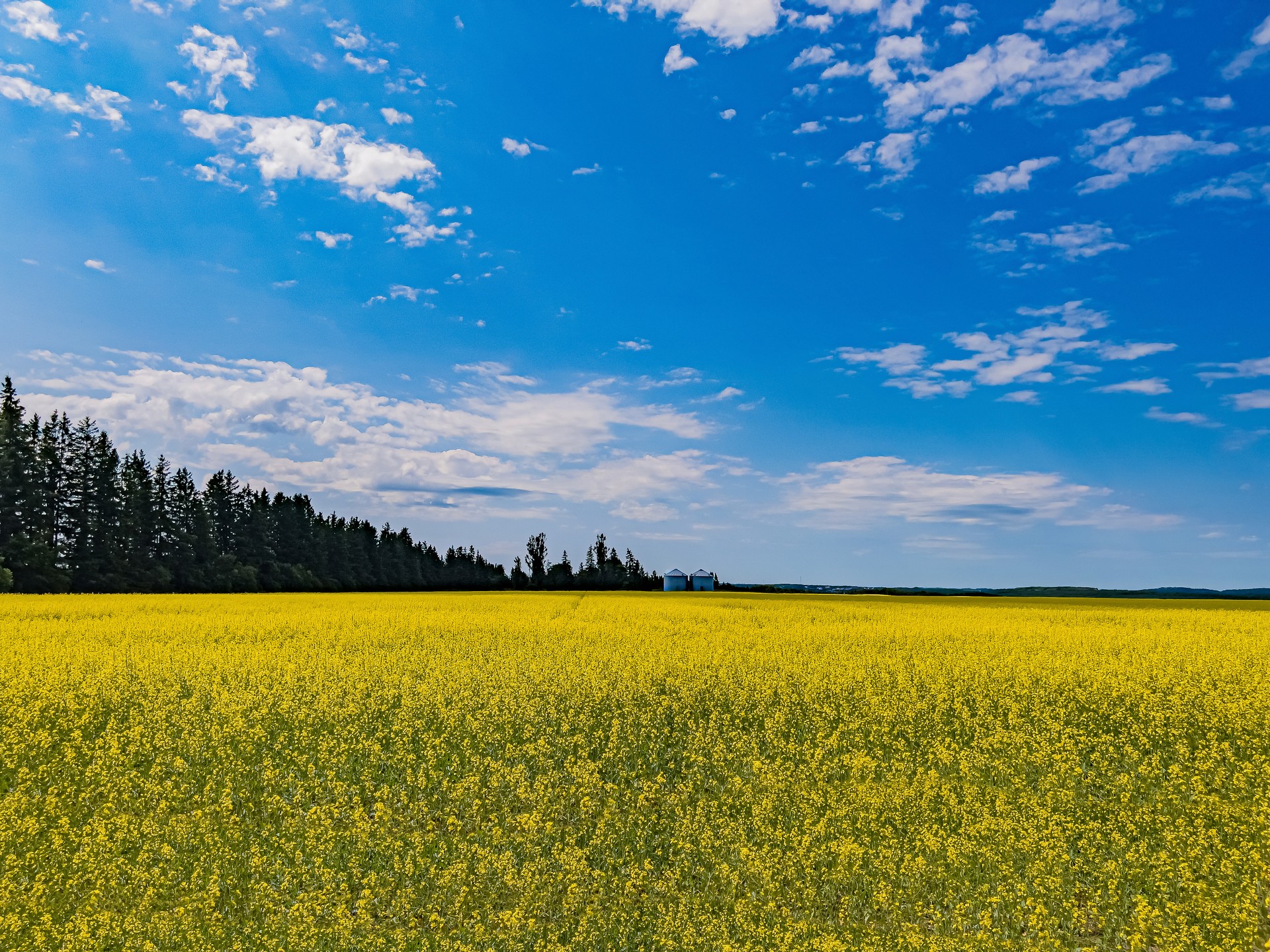 Canadian Canola Field In Bloom with Twin Silos